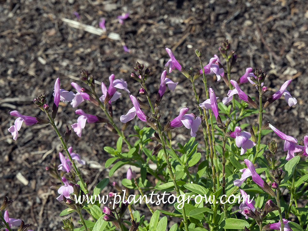 Salvia Mirage Soft Pink (Salvia greggii)